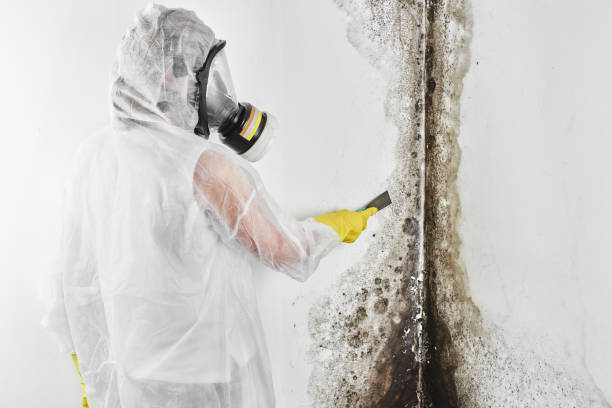 Mold Odor Removal Services in Warsaw, IL